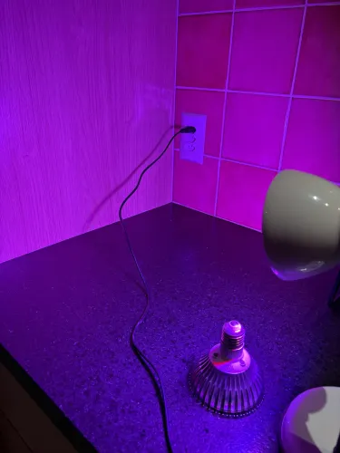 Duas Lâmpadas LED Grow Full Spectrum - E27 50W Bivolt