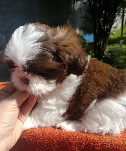 Shih tzu chocolate com branco