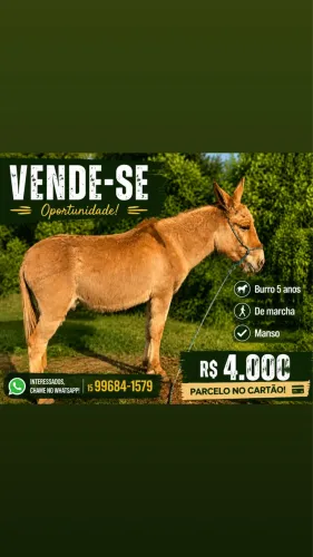 Burro manso bom de andar