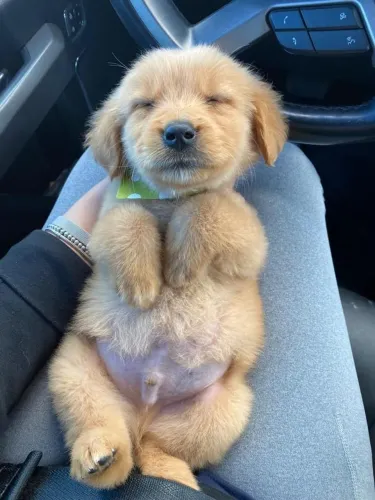 Golden O filhote mais fofo pode ser seu hoje