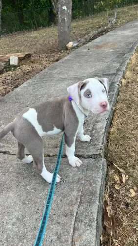 Filhote de Pit Bull
