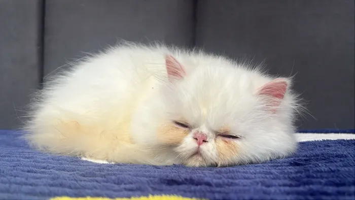Gatinha Persa