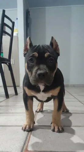  filhotes american bully apartir de 1500.