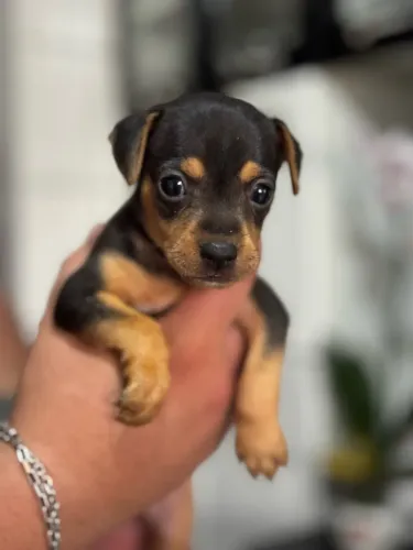 Filhotes de Pinscher à venda!