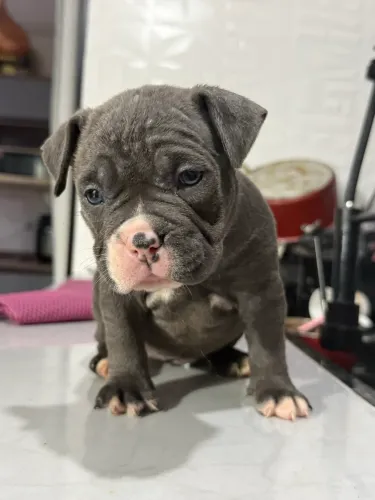 Filhotes American bully
