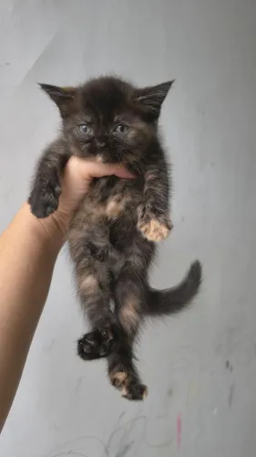 Filhote de gato persa fêmea