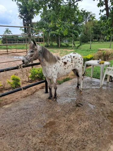 Cavalos