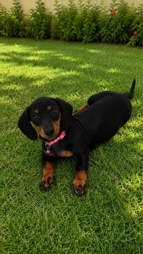 Dachshund Fêmea