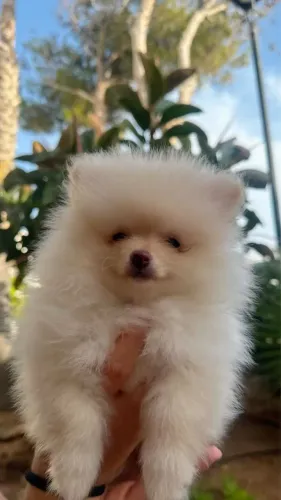 Lulu da pomeranea anãzinha dou garantia que não cresce 