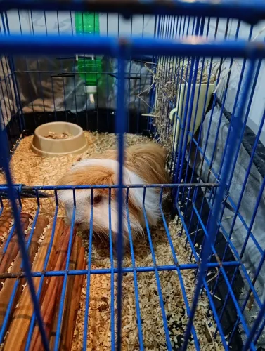Porquinho da índia peruano 