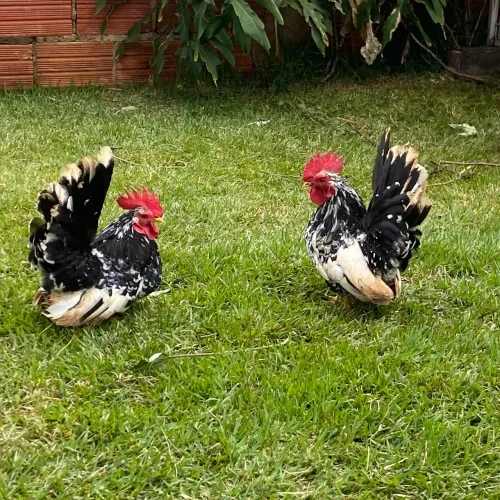 Vendo ou troco nagazak raça pura perna curta