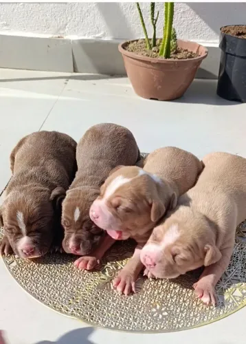 Filhotes de Pitbull