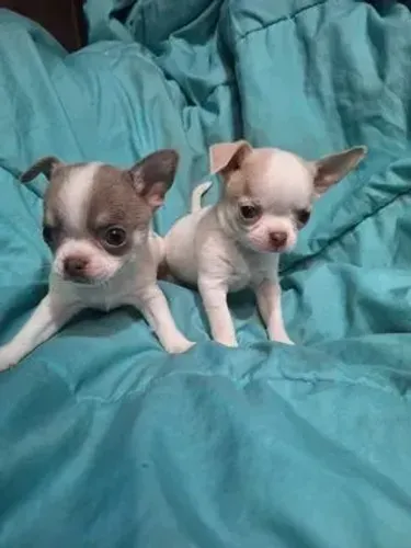 Micrinhos chihuahuas os menores