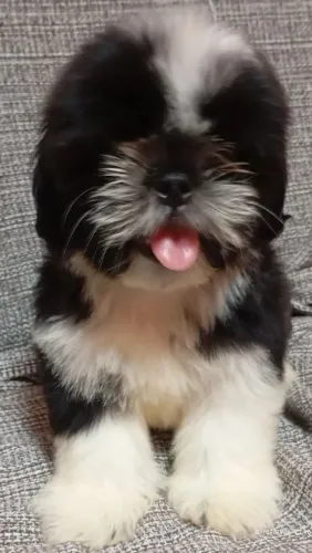 Pet mini shih Tzu macho a venda 1.100,