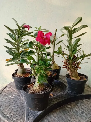 Rosa do deserto ? 