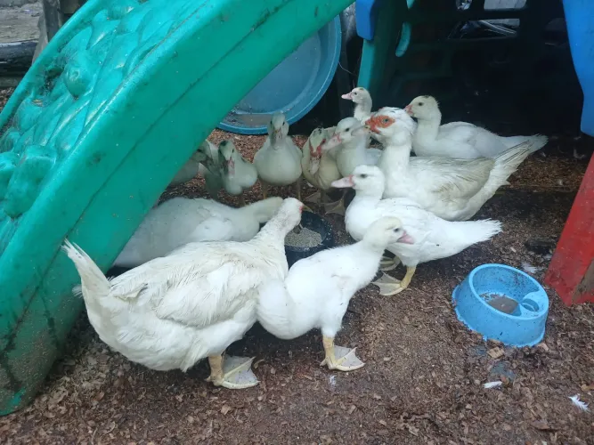 Patos A venda