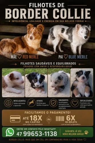 Filhotes de Border Collie Blue Merle e Red Merle 