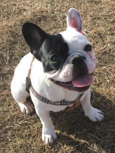 Buldogue francês 