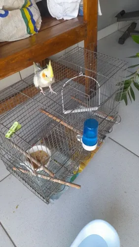 Vendo gaiola junto com calopsta está em processo de amassa 
