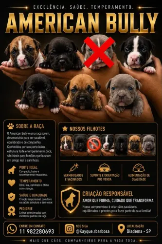 Vende-se filhotes de American Bully 