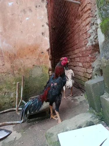 Galo índio
