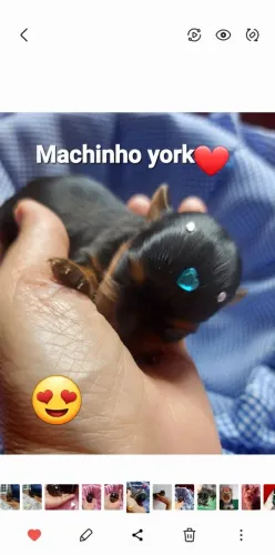 Yorkshire micro, machinho com pedigree
