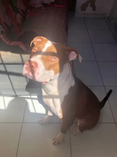 Procura-se uma pit bul fêmea para cruzar 