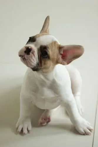 Bulldogue Francês - Mais Do Que Fofura, Pura Presença 