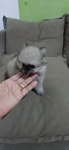 Spitz alemão
