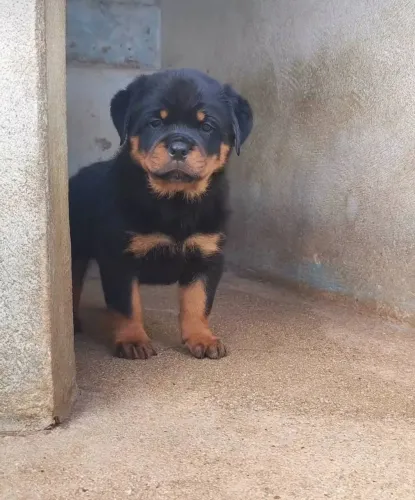 Rottweiler alemão filhotes maravilhosos