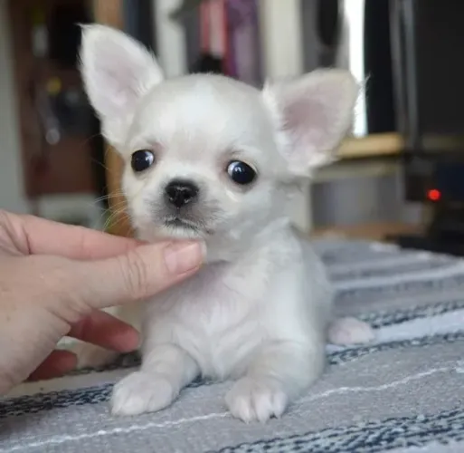 Chihuahua - Filhote fêmea branquinha com 55 dias, o menor cão do mundo- Daniela lima