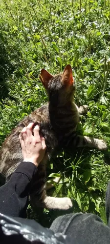 Adoção responsável - gatinha