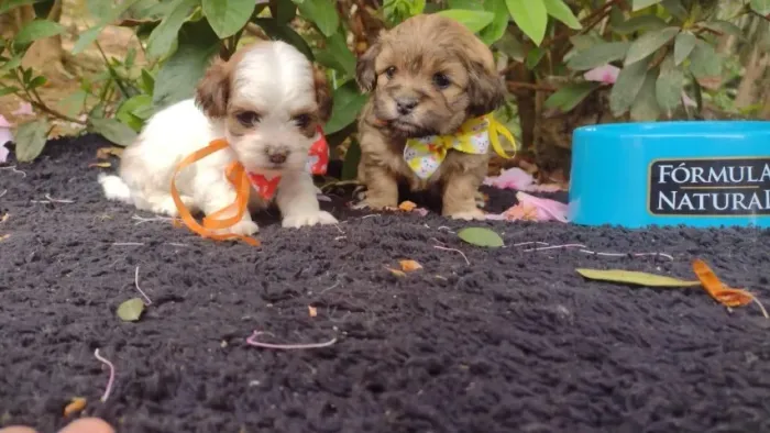 Lhasa Apso, entrega hoje, chamar no what's *