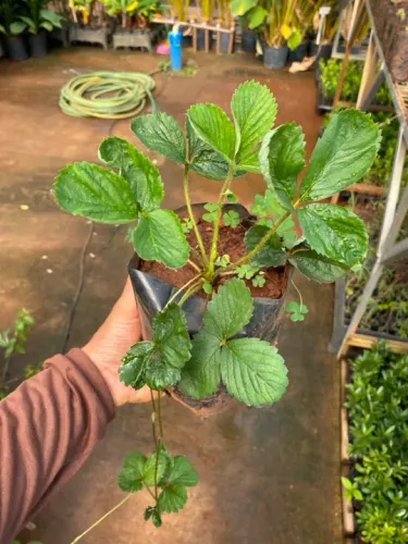 Muda de morango 