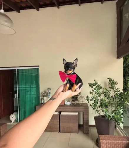 Pinscher -Já adestrados no jornal higiênico 