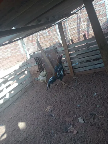 Venda de ovos galados