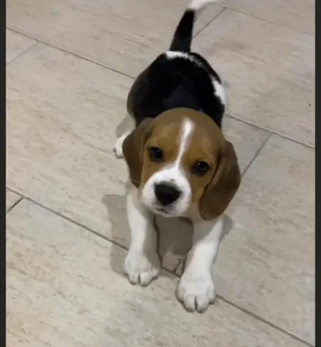 Beagle energetico 