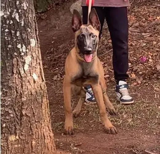 Machinho de Pastor Belga Malinois