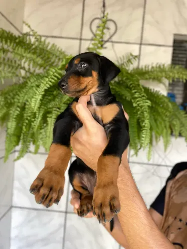 Filhotes de Dobermann disponíveis