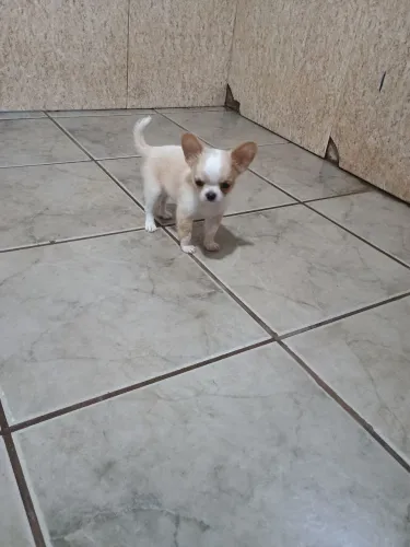Vende-se filhotes de chihuahua
