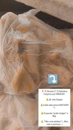 Galinha Cipira ( LIMPA )
