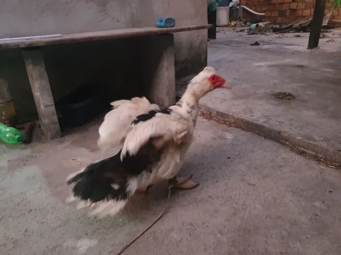 Pato adulto