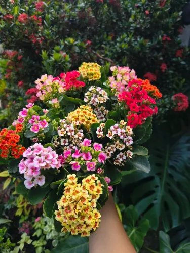 Plantas e mudas