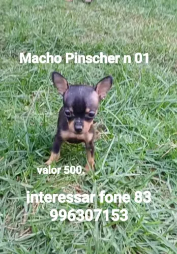 Pacotinho de pelos macho