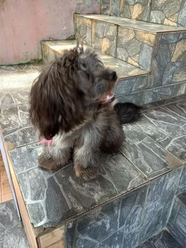 Doação de pet femia ( nala )