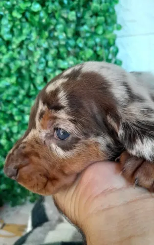 47_FILHOTES DACHSHUND SALSICHINHA