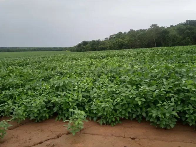 Fazenda à venda no  Município de Canarana MT  - 2.733 Hectares