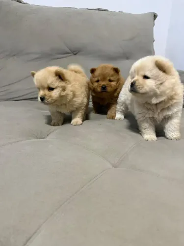 Filhote de Chow Chow 