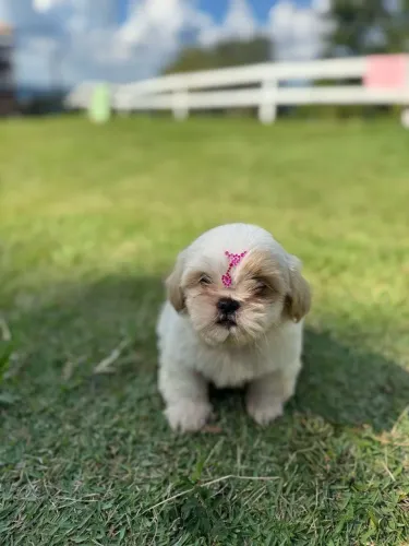 Shih Tzu _Sempre ao seu lado