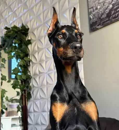Dobermann filhotes 
